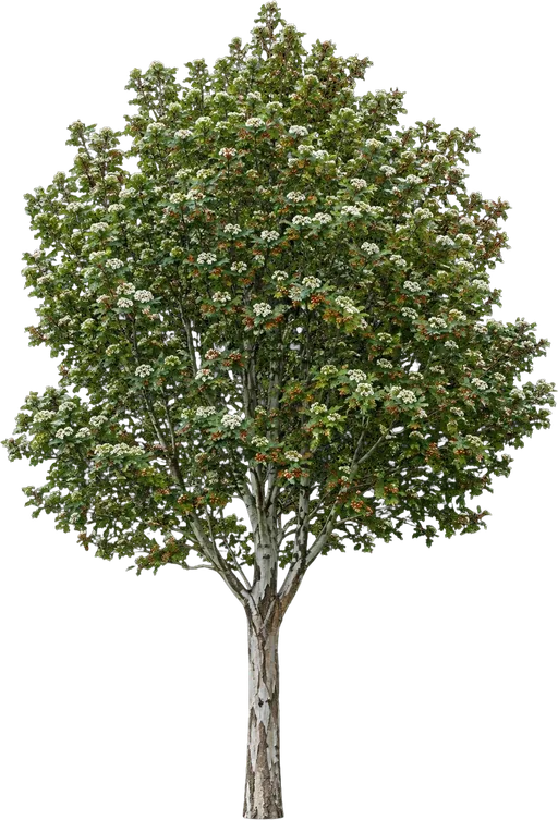 Winter King Green Hawthorn