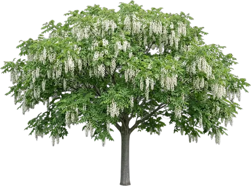 American Yellowwood