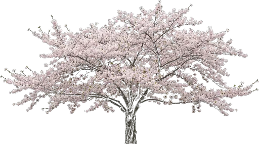 Yoshino Cherry