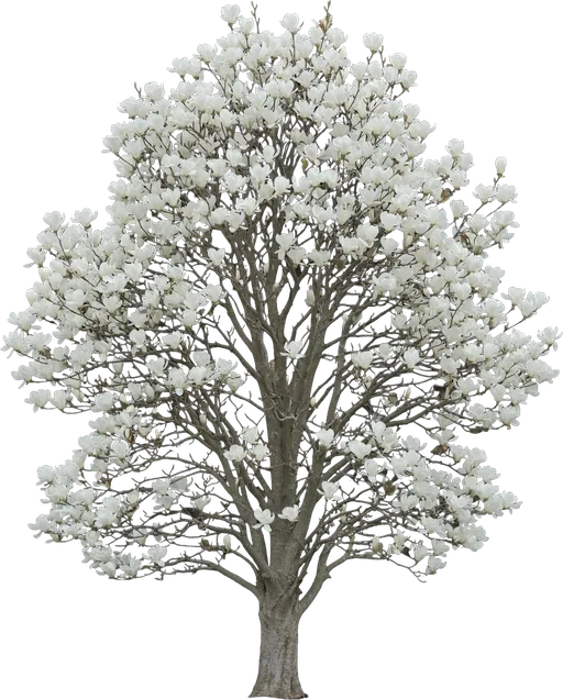 Yulan Magnolia