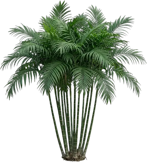 Bamboo Palm