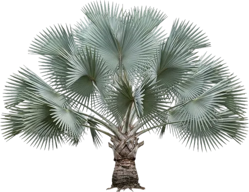 Bismarck Palm