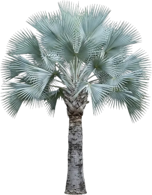Mexican Blue Palm