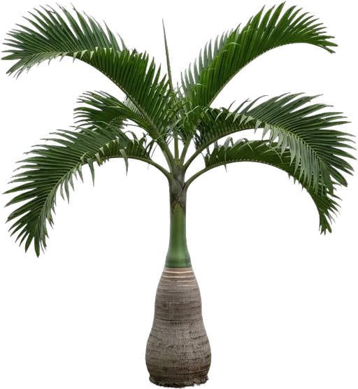 Bottle Palm