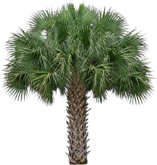 Cabbage Palmetto