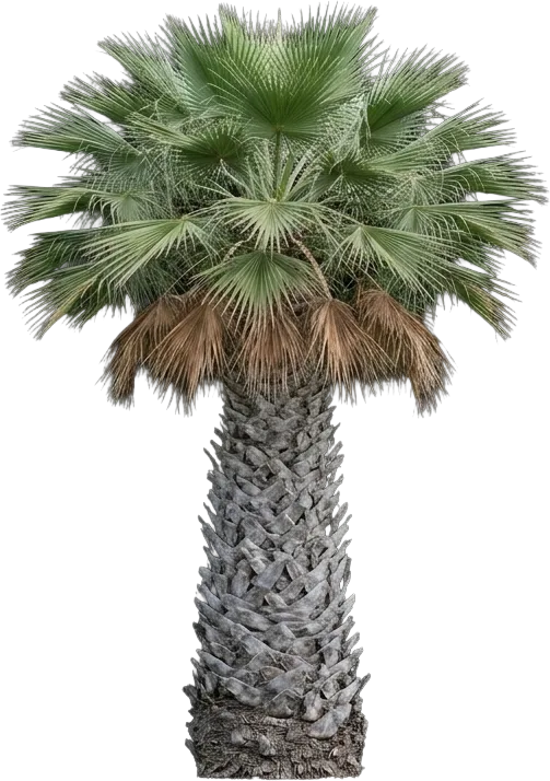 California Fan Palm