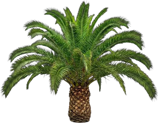 Canary Date Palm