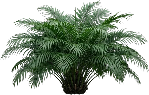 Cat Palm