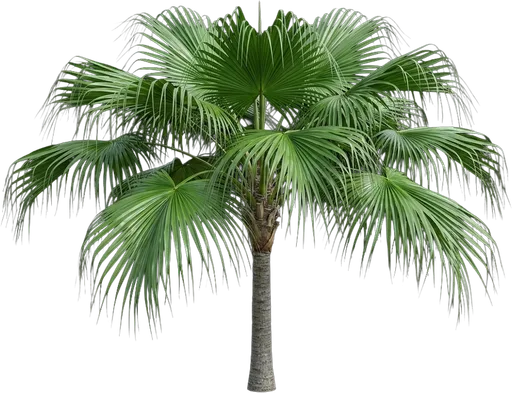 Chinese Fan Palm