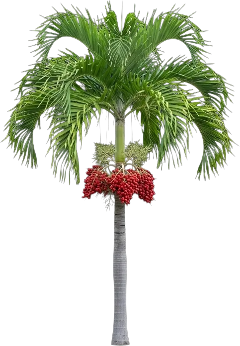 Christmas Palm