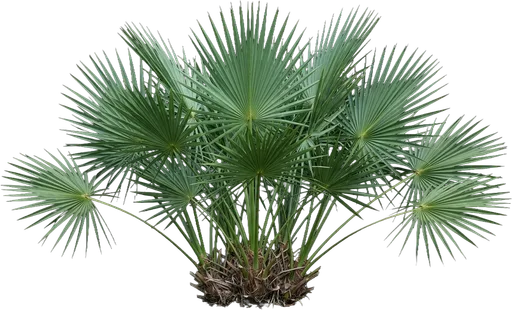 Dwarf Palmetto