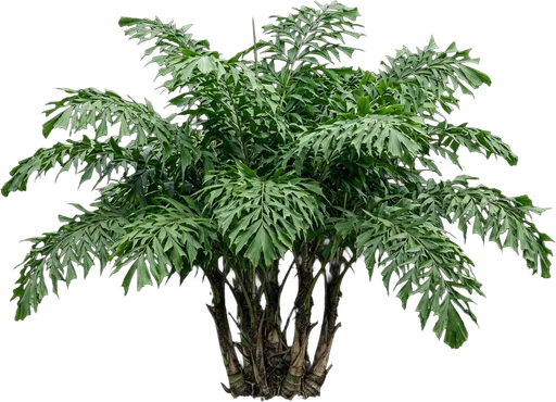 Fishtail Palm