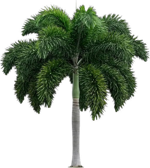 Foxtail Palm