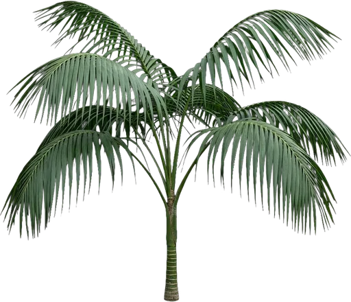 Kentia Palm