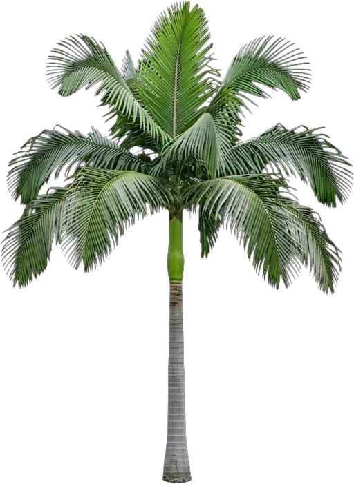 King Palm