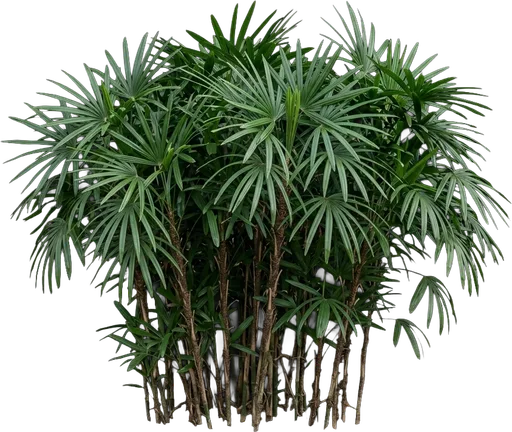 Lady Palm