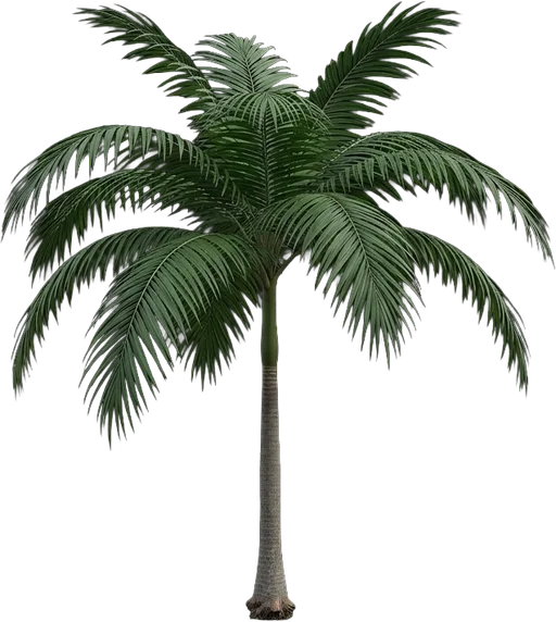 Majesty Palm