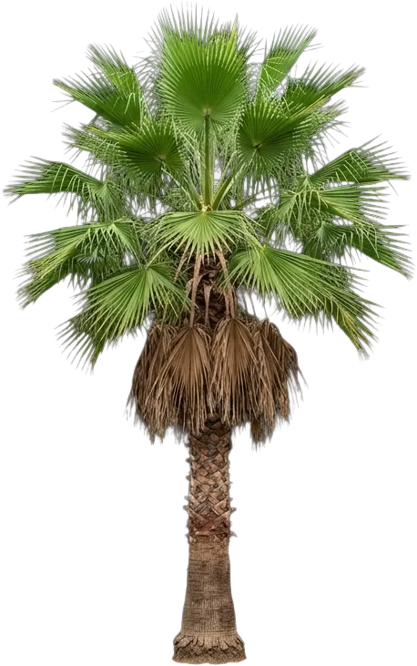 Mexican Fan Palm