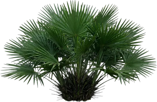Needle Palm