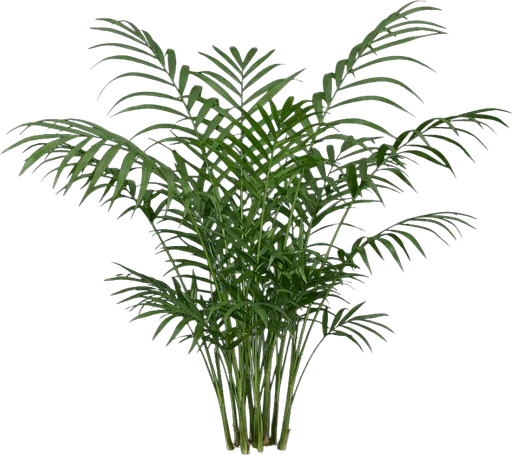 Parlor Palm