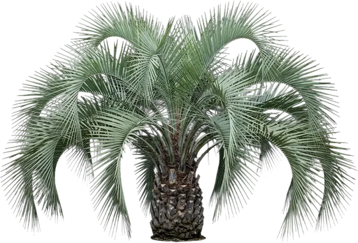 Pindo Palm