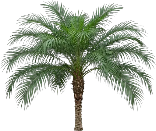 Pygmy Date Palm
