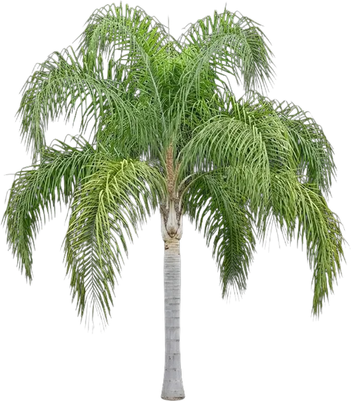 Queen Palm