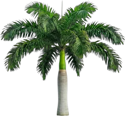 Royal Palm