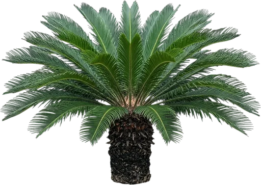 Sago Palm