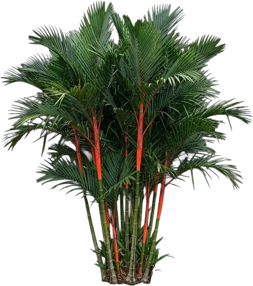 Sealing Wax Palm
