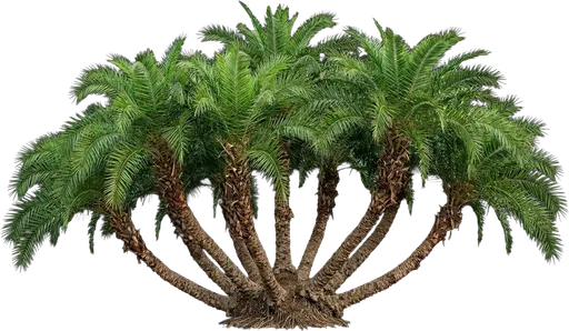 Senegal Date Palm