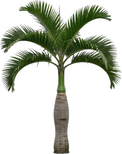 Spindle Palm