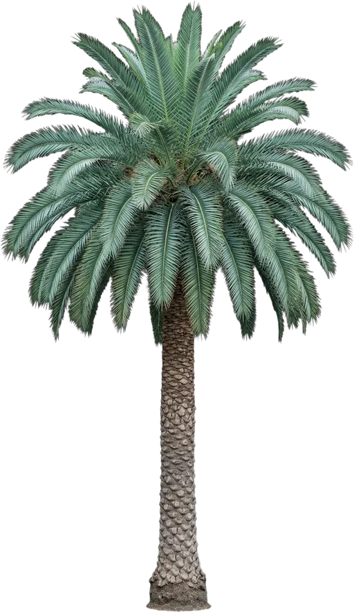 Sylvester Palm