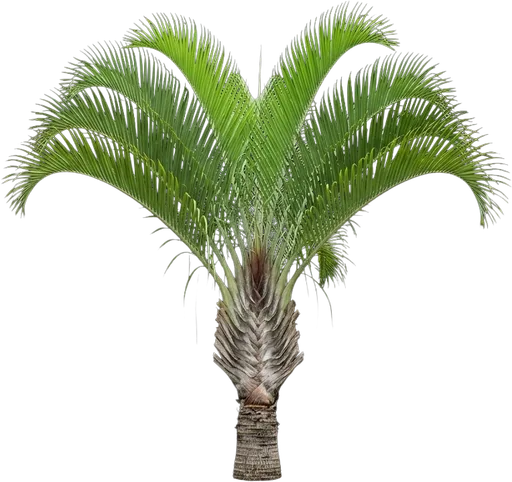 Triangle Palm