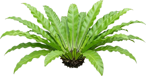 Bird's Nest Fern