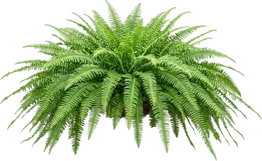 Boston Fern