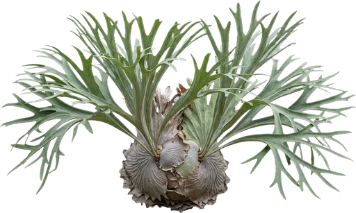Staghorn Fern