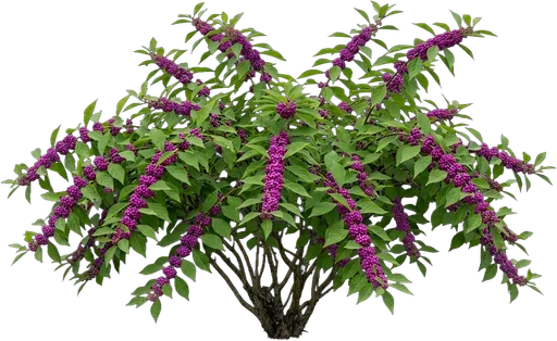 American Beautyberry