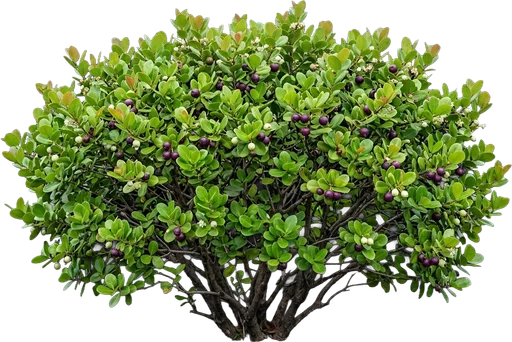Cocoplum