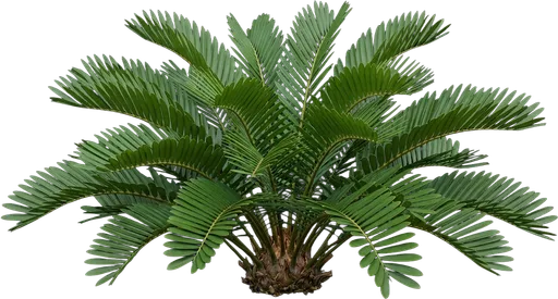 Coontie