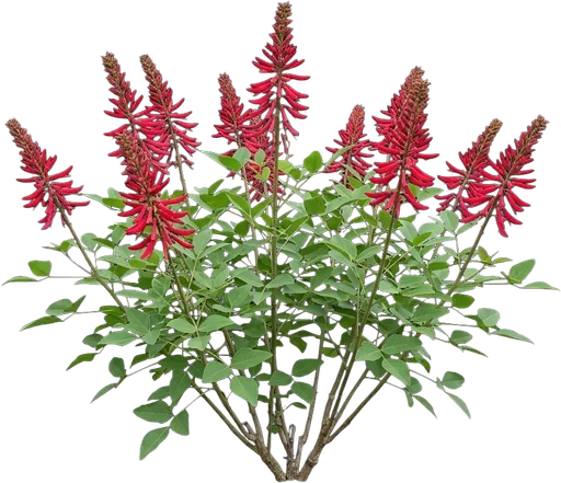Coral Bean