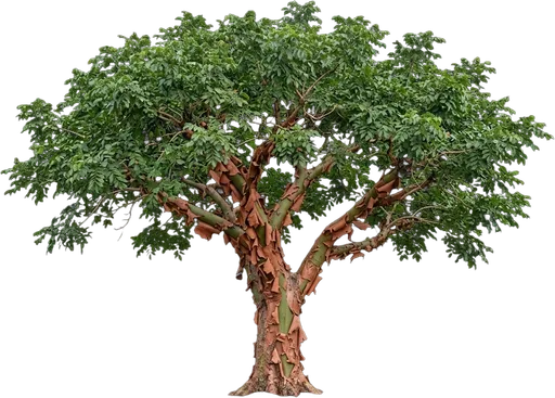 Gumbo Limbo