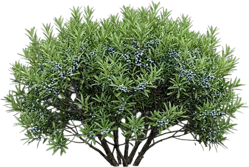 Southern Wax Myrtle