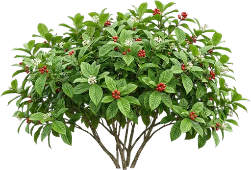 Wild Coffee