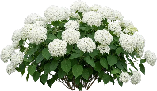 Annabelle Hydrangea