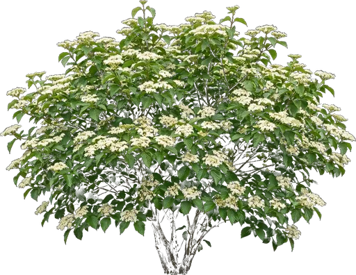 Arrowwood Viburnum