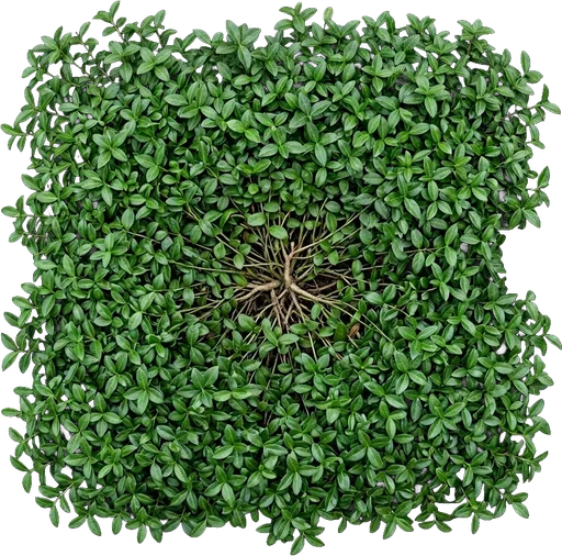 Asiatic Jasmine