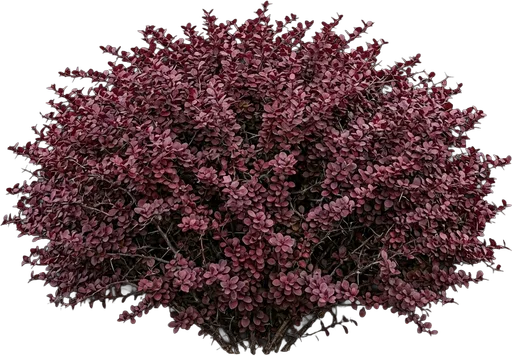 Japanese Barberry