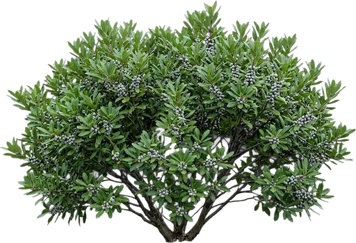 Northern Bayberry