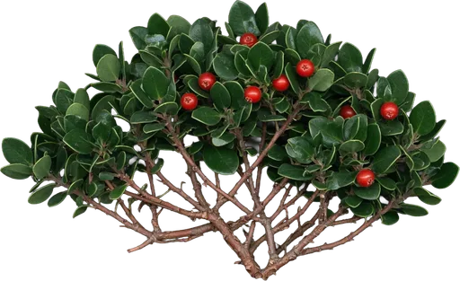 Bearberry